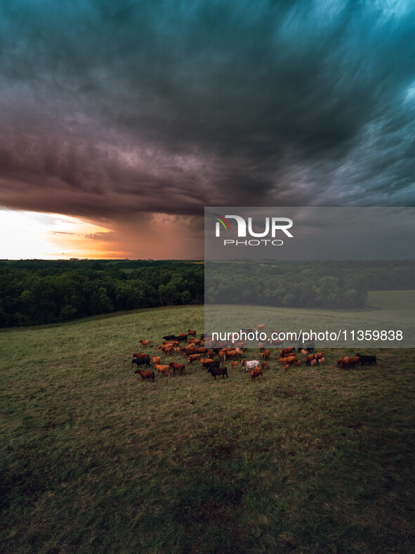 A herd of beef cattle is roaming across an open pasture in Mt. Horeb, Wisconsin, as an incoming storm front is moving in. Wisconsin is being...