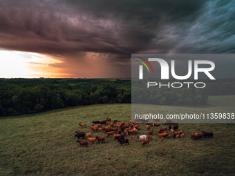 A herd of beef cattle is roaming across an open pasture in Mt. Horeb, Wisconsin, as an incoming storm front is moving in. Wisconsin is being...