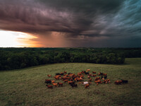 A herd of beef cattle is roaming across an open pasture in Mt. Horeb, Wisconsin, as an incoming storm front is moving in. Wisconsin is being...