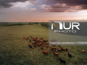 A herd of beef cattle is roaming across an open pasture in Mt. Horeb, Wisconsin, as an incoming storm front is moving in. Wisconsin is being...