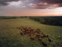 A herd of beef cattle is roaming across an open pasture in Mt. Horeb, Wisconsin, as an incoming storm front is moving in. Wisconsin is being...