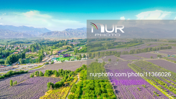 Lavender is blossoming in Yili, Xinjiang province, China, on June 26, 2024. 