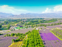 Lavender is blossoming in Yili, Xinjiang province, China, on June 26, 2024. (