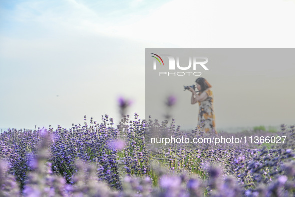 A tourist is taking photos of lavender flowers in full bloom in Yili, China, on June 26, 2024. 