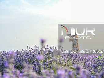 A tourist is taking photos of lavender flowers in full bloom in Yili, China, on June 26, 2024. (