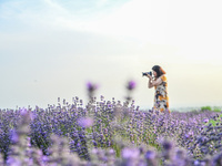 A tourist is taking photos of lavender flowers in full bloom in Yili, China, on June 26, 2024. (