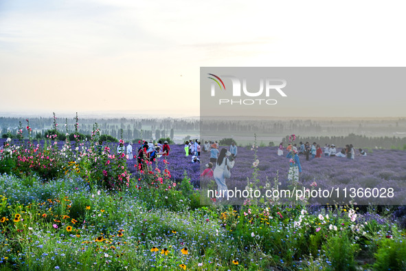 Tourists are playing among lavender flowers in full bloom in Yili, China, on June 26, 2024. 