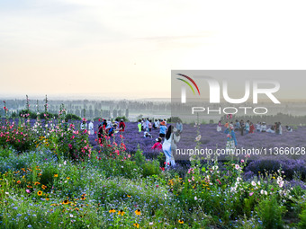 Tourists are playing among lavender flowers in full bloom in Yili, China, on June 26, 2024. (