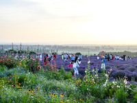 Tourists are playing among lavender flowers in full bloom in Yili, China, on June 26, 2024. (