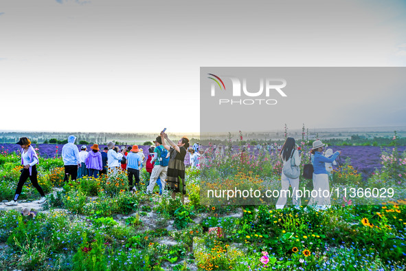 Tourists are playing among lavender flowers in full bloom in Yili, China, on June 26, 2024. 