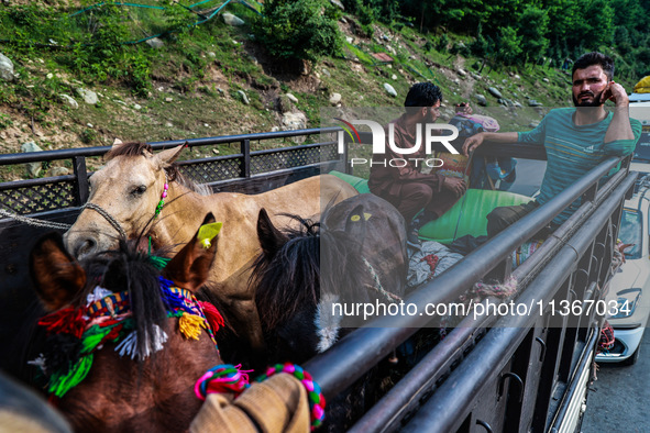 Men are carrying ponies in a load carrier, which are being used to ferry Amarnath Yatra Pilgrims towards the Holy Cave in Pahalgam, Jammu an...