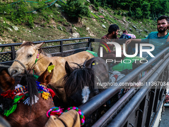 Men are carrying ponies in a load carrier, which are being used to ferry Amarnath Yatra Pilgrims towards the Holy Cave in Pahalgam, Jammu an...