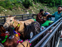 Men are carrying ponies in a load carrier, which are being used to ferry Amarnath Yatra Pilgrims towards the Holy Cave in Pahalgam, Jammu an...