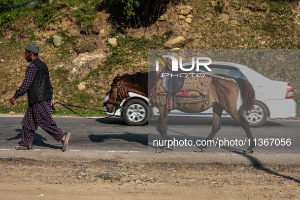 A Kashmiri man is carrying a pony which will be used to ferry pilgrims to Holy Amarnath Cave in Jammu and Kashmir, India, on June 28, 2024 