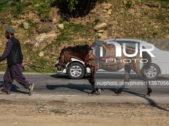 A Kashmiri man is carrying a pony which will be used to ferry pilgrims to Holy Amarnath Cave in Jammu and Kashmir, India, on June 28, 2024 (