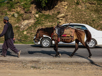 A Kashmiri man is carrying a pony which will be used to ferry pilgrims to Holy Amarnath Cave in Jammu and Kashmir, India, on June 28, 2024 (