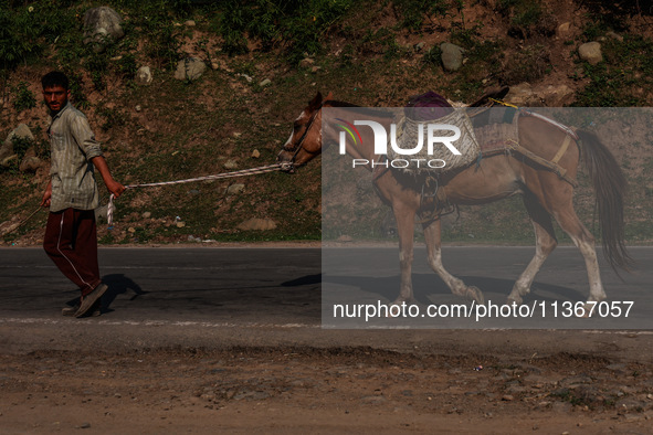 A Kashmiri man is carrying a pony which will be used to ferry pilgrims to Holy Amarnath Cave in Jammu and Kashmir, India, on June 28, 2024 