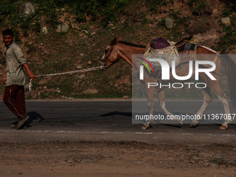 A Kashmiri man is carrying a pony which will be used to ferry pilgrims to Holy Amarnath Cave in Jammu and Kashmir, India, on June 28, 2024 (