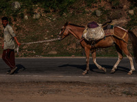 A Kashmiri man is carrying a pony which will be used to ferry pilgrims to Holy Amarnath Cave in Jammu and Kashmir, India, on June 28, 2024 (