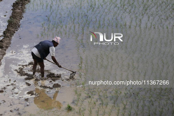 A Nepali farmer is preparing a field to transplant the paddy saplings in Lalitpur, Nepal, on June 28, 2024. Locally called ''Ropain,'' the t...