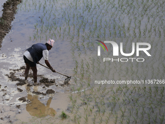 A Nepali farmer is preparing a field to transplant the paddy saplings in Lalitpur, Nepal, on June 28, 2024. Locally called ''Ropain,'' the t...