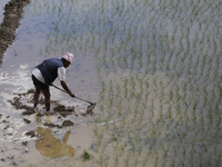 A Nepali farmer is preparing a field to transplant the paddy saplings in Lalitpur, Nepal, on June 28, 2024. Locally called ''Ropain,'' the t...