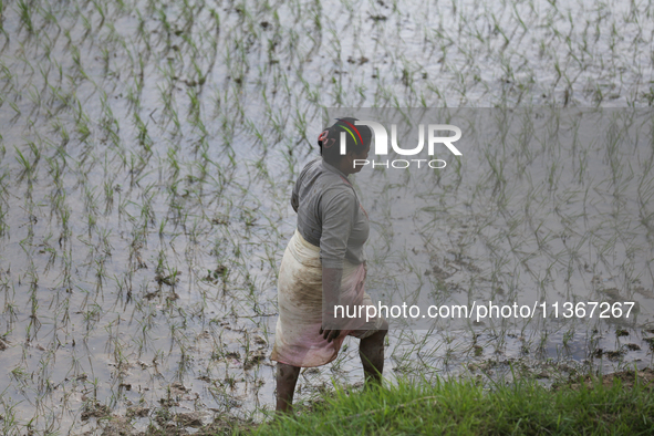 A Nepali farmer is walking on the edge of a paddy field in Lalitpur, Nepal, on June 28, 2024. Locally called ''Ropain,'' the transplant of p...