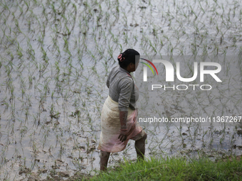 A Nepali farmer is walking on the edge of a paddy field in Lalitpur, Nepal, on June 28, 2024. Locally called ''Ropain,'' the transplant of p...