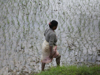 A Nepali farmer is walking on the edge of a paddy field in Lalitpur, Nepal, on June 28, 2024. Locally called ''Ropain,'' the transplant of p...