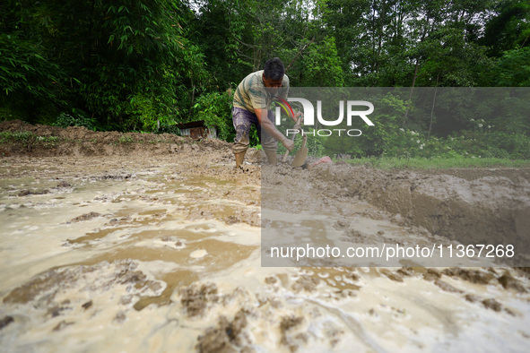 A Nepali farmer is preparing a field to transplant the paddy saplings in Lalitpur, Nepal, on June 28, 2024. Locally called ''Ropain,'' the t...