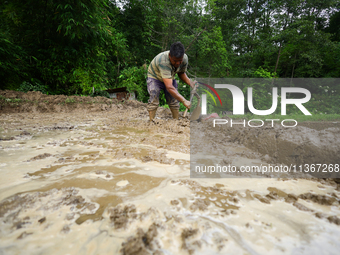 A Nepali farmer is preparing a field to transplant the paddy saplings in Lalitpur, Nepal, on June 28, 2024. Locally called ''Ropain,'' the t...