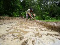 A Nepali farmer is preparing a field to transplant the paddy saplings in Lalitpur, Nepal, on June 28, 2024. Locally called ''Ropain,'' the t...