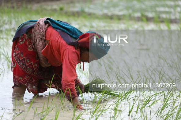 A Nepali farmer is transplanting paddy saplings on a terrace farm in Lalitpur, Nepal, on June 28, 2024. Locally called ''Ropain,'' the trans...