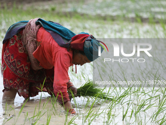 A Nepali farmer is transplanting paddy saplings on a terrace farm in Lalitpur, Nepal, on June 28, 2024. Locally called ''Ropain,'' the trans...