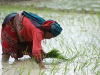 A Nepali farmer is transplanting paddy saplings on a terrace farm in Lalitpur, Nepal, on June 28, 2024. Locally called ''Ropain,'' the trans...