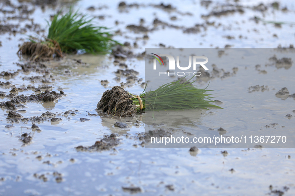 Paddy saplings are lying on a muddy field in Lalitpur, Nepal, on June 28, 2024. Locally called ''Ropain,'' the transplant of paddy saplings...