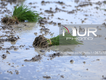 Paddy saplings are lying on a muddy field in Lalitpur, Nepal, on June 28, 2024. Locally called ''Ropain,'' the transplant of paddy saplings...