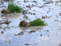 Paddy saplings are lying on a muddy field in Lalitpur, Nepal, on June 28, 2024. Locally called ''Ropain,'' the transplant of paddy saplings...