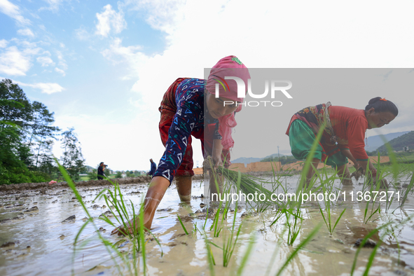 A Nepali farmer is transplanting paddy saplings on a terrace farm in Lalitpur, Nepal, on June 28, 2024. Locally called ''Ropain,'' the trans...