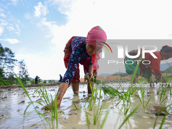 A Nepali farmer is transplanting paddy saplings on a terrace farm in Lalitpur, Nepal, on June 28, 2024. Locally called ''Ropain,'' the trans...