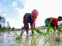 A Nepali farmer is transplanting paddy saplings on a terrace farm in Lalitpur, Nepal, on June 28, 2024. Locally called ''Ropain,'' the trans...