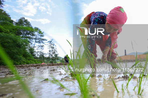 A Nepali farmer is transplanting paddy saplings on a terrace farm in Lalitpur, Nepal, on June 28, 2024. Locally called ''Ropain,'' the trans...