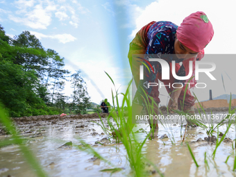 A Nepali farmer is transplanting paddy saplings on a terrace farm in Lalitpur, Nepal, on June 28, 2024. Locally called ''Ropain,'' the trans...