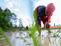 A Nepali farmer is transplanting paddy saplings on a terrace farm in Lalitpur, Nepal, on June 28, 2024. Locally called ''Ropain,'' the trans...