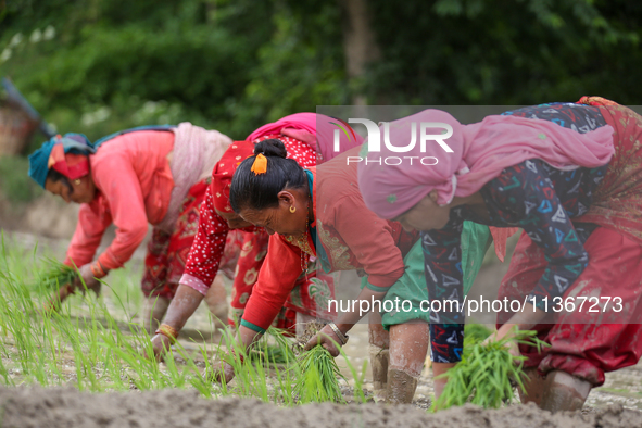 Nepali farmers are transplanting paddy saplings on a terrace farm in Lalitpur, Nepal, on June 28, 2024. Locally called ''Ropain,'' the trans...