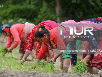 Nepali farmers are transplanting paddy saplings on a terrace farm in Lalitpur, Nepal, on June 28, 2024. Locally called ''Ropain,'' the trans...