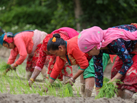 Nepali farmers are transplanting paddy saplings on a terrace farm in Lalitpur, Nepal, on June 28, 2024. Locally called ''Ropain,'' the trans...