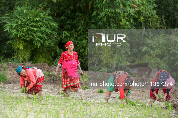 Nepali farmers are transplanting paddy saplings on a terrace farm in Lalitpur, Nepal, on June 28, 2024. Locally called ''Ropain,'' the trans...