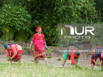 Nepali farmers are transplanting paddy saplings on a terrace farm in Lalitpur, Nepal, on June 28, 2024. Locally called ''Ropain,'' the trans...