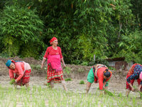 Nepali farmers are transplanting paddy saplings on a terrace farm in Lalitpur, Nepal, on June 28, 2024. Locally called ''Ropain,'' the trans...